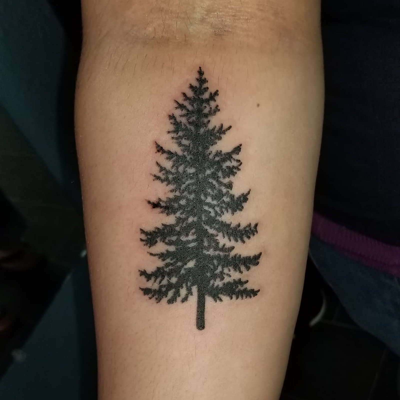 Татуировка с вечнозеленым деревом
